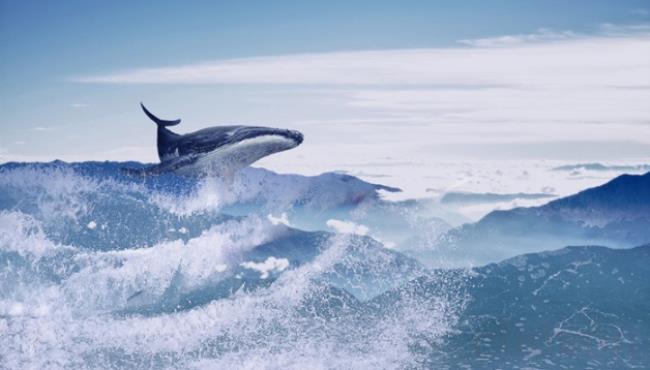 蓝鲸是不是哺乳动物