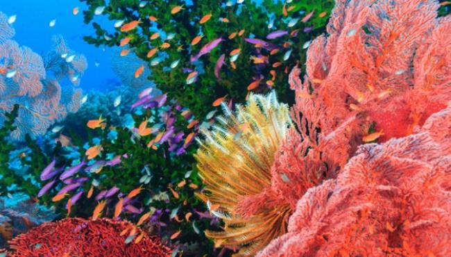 珊瑚和珊瑚虫是不是生物