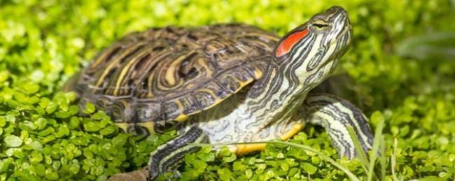 海龟和乌龟的区别是什么