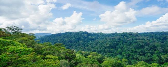 热带雨林的环境特点有哪些