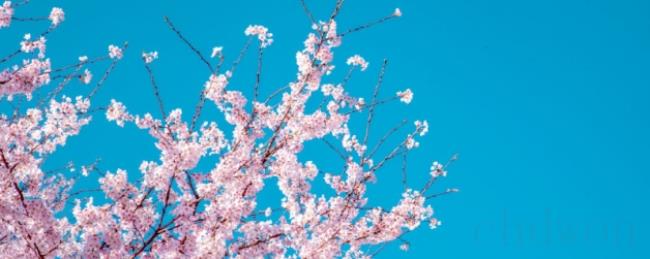 八重樱和日本晚樱的区别是什么