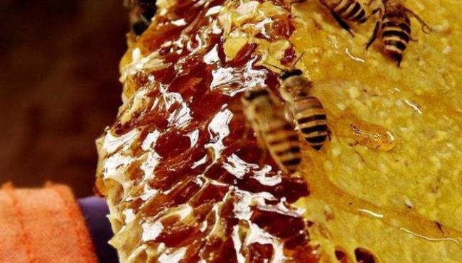 野生蜂蜜和家养蜂蜜的区别有哪些