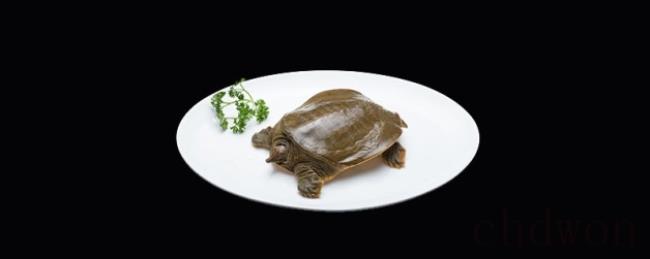 乌龟甲鱼王八鳖的区别是什么