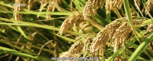 水稻和小麦的区别有哪些