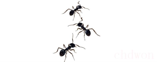 蚂蚁一般几条腿