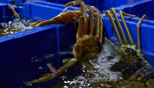 螃蟹放水里可以活多久