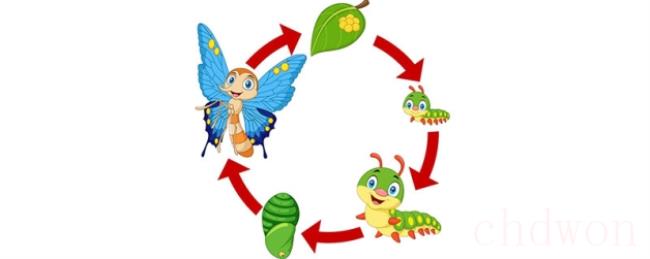 毛毛虫变蝴蝶的过程是什么