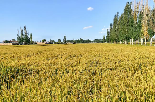 关于农村土地承包法是什么(农村土地承包法律规定)