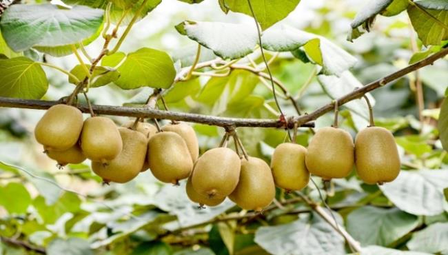 猕猴桃和奇异果是同一种水果吗