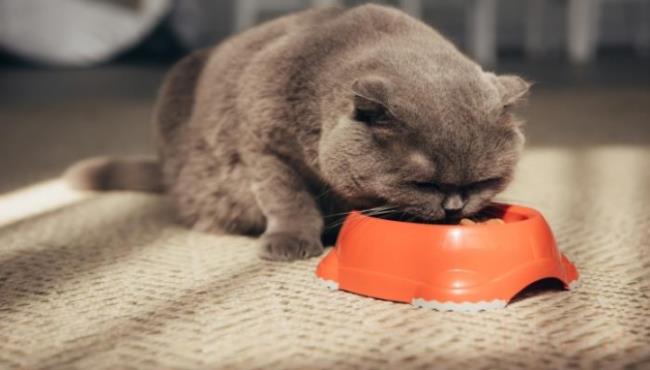 猫为什么喜欢吃鱼