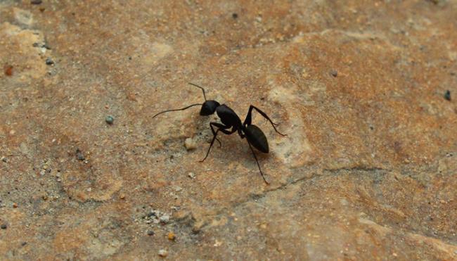 蚂蚁是动物吗还是昆虫