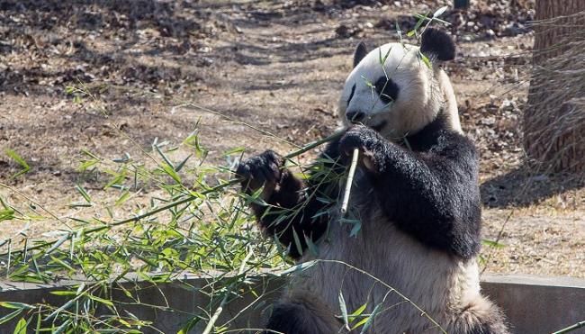 大熊猫吃什么食物