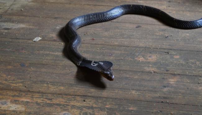眼镜蛇属于国家几级保护动物