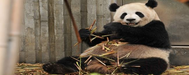 大熊猫的特点是什么
