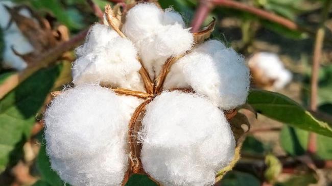 采棉花是什么季节