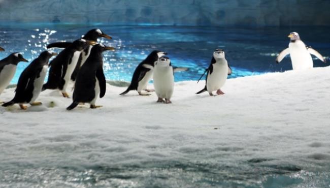 世界上体型最小的企鹅是什么