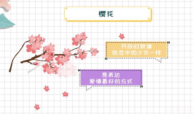 樱花的花语是什么