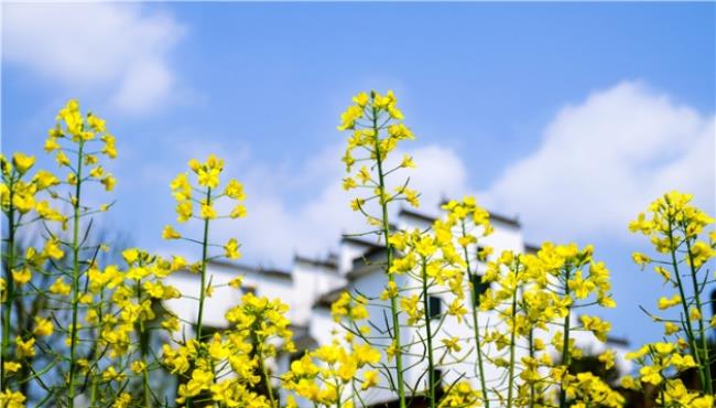 油菜花是什么意思网络用语