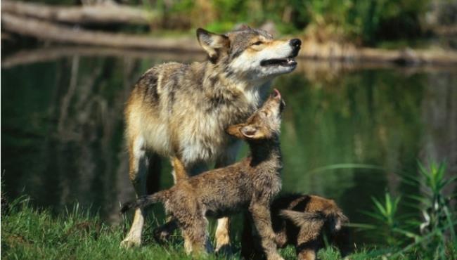 狼群是父系还是母系