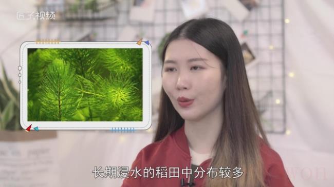 金鱼藻是草本植物吗