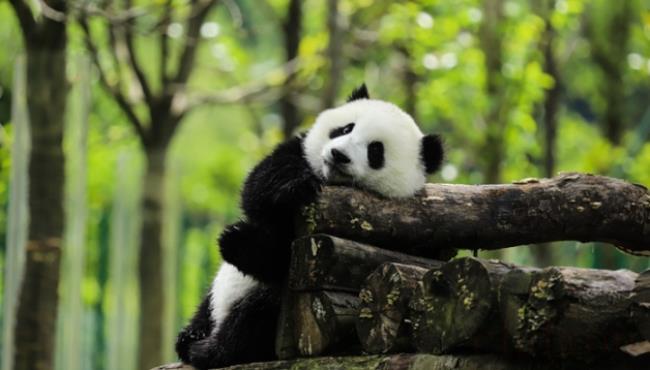 大熊猫的生长环境