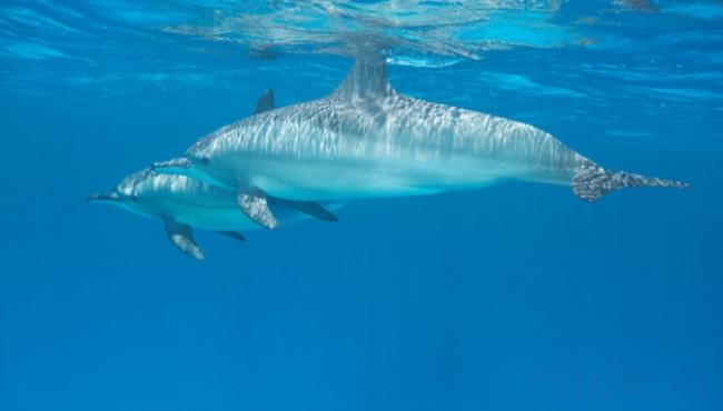 海豚的繁殖方式是什么