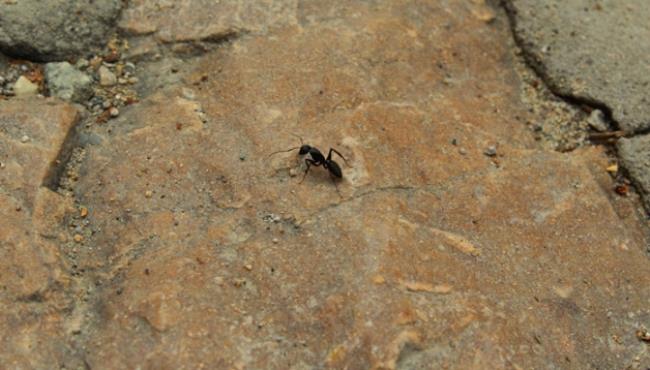 黑色蚂蚁是益虫还是害虫