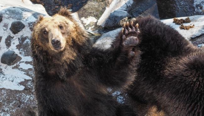棕熊是有害动物吗