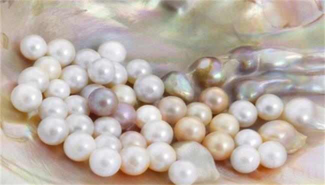 珍珠是蚌壳的什么