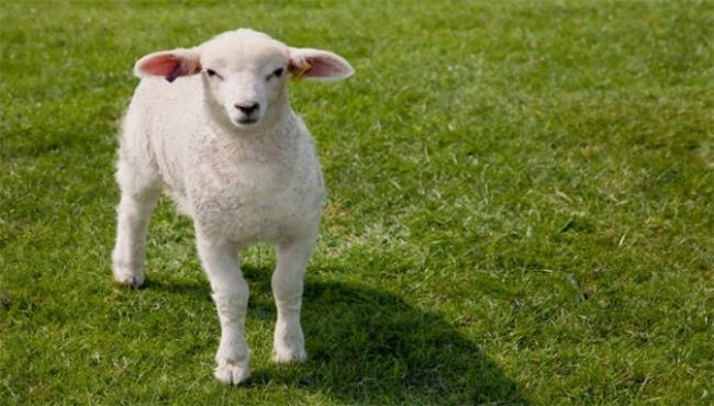 羊反绒是什么材质