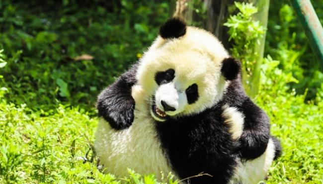 为什么大熊猫被称为国宝