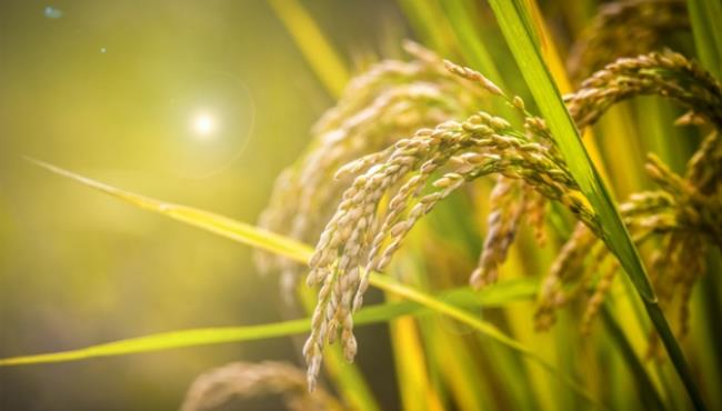 五谷丰登是什么季节