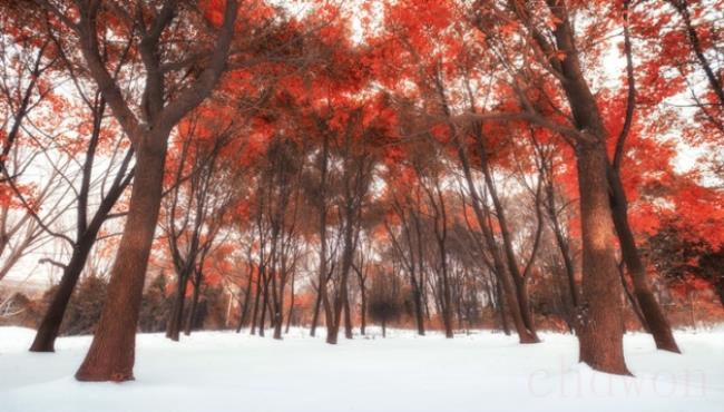 红树林在中国分布的最多的省份是