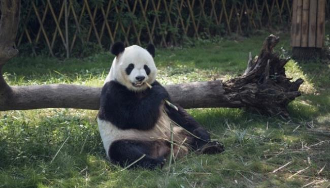 大熊猫主要分布在哪些地区