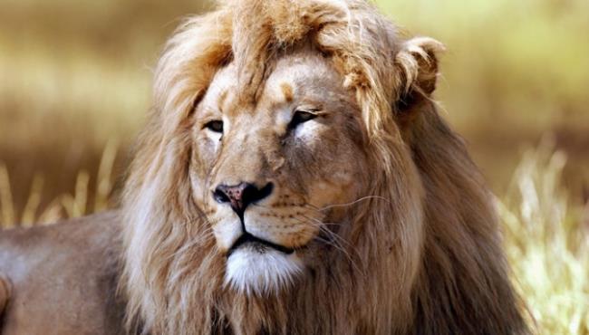 狮子的天敌是什么动物