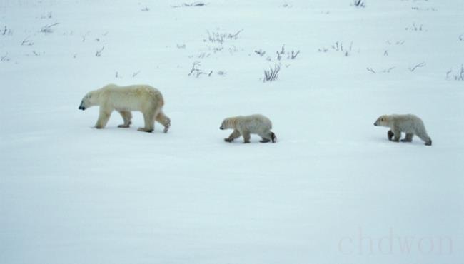 北极熊的生活习性