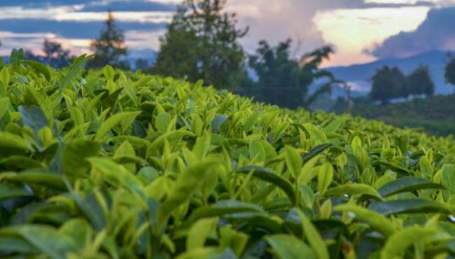 武夷山岩茶是什么茶?