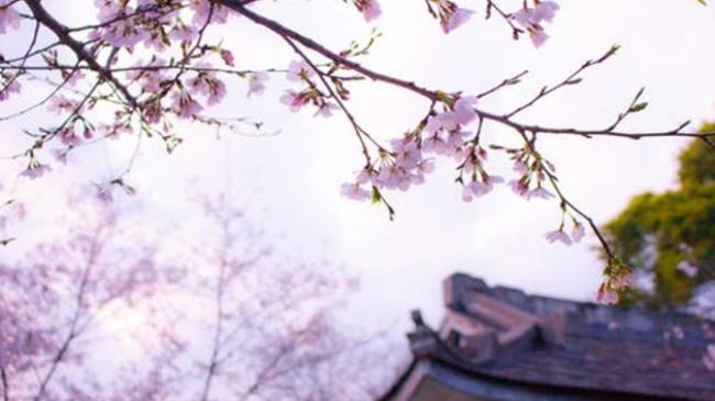 日本歌舞伎町是什么意思