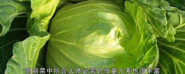 高丽菜是什么菜